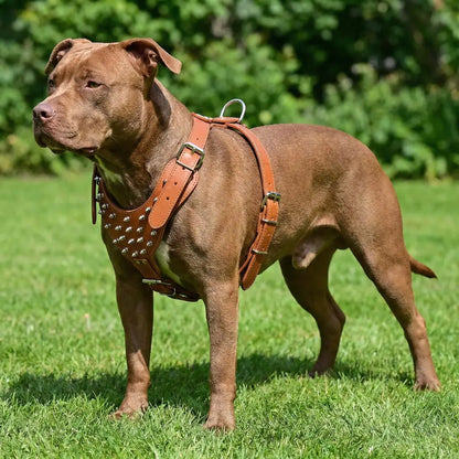Leather Dog Harness | Adjustable Spiked Harness for Dogs